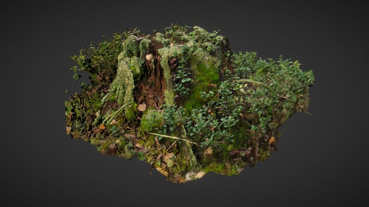 Rotten Stump 3D Model