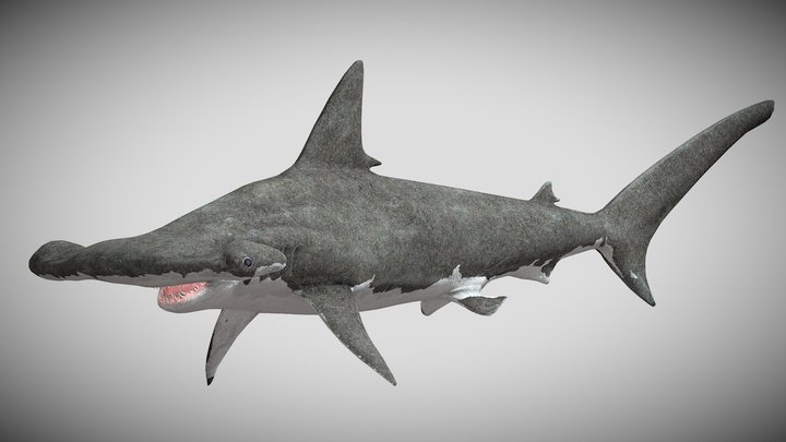 SharkBite 2's Great Hammerhead Shark – Kostenloses 3D-Modell STL