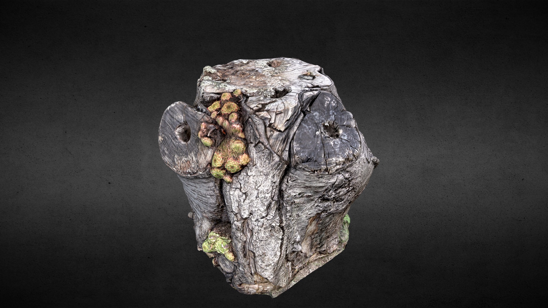 3D model TreeStump - This is a 3D model of the TreeStump. The 3D model is about a skull of an animal.