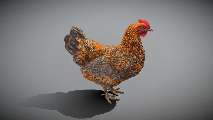 Village Hen – Speckled Farm Chicken_Ri