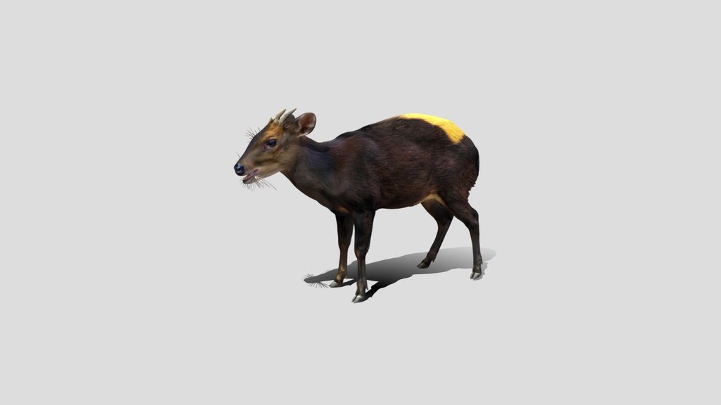 Muntjac or Tufted deer