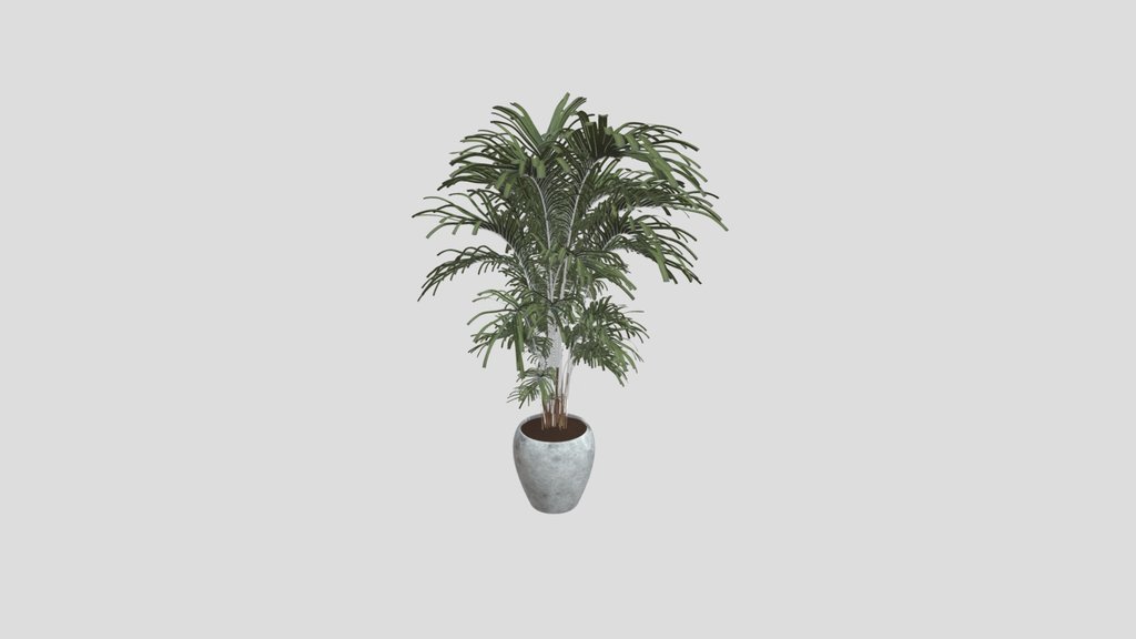 Elegant Areca Palm