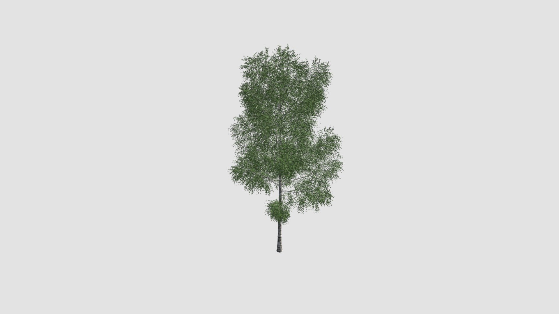 tree - Buy Royalty Free 3D model by Evermotion [0fce1ec] - Sketchfab Store
