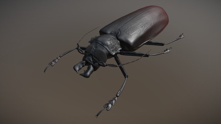 Titan Beetle 3D Model
