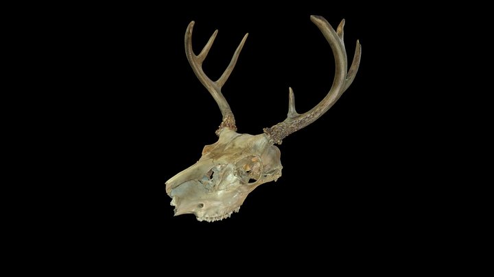 White-Tailed Deer Skull M234 3D Model