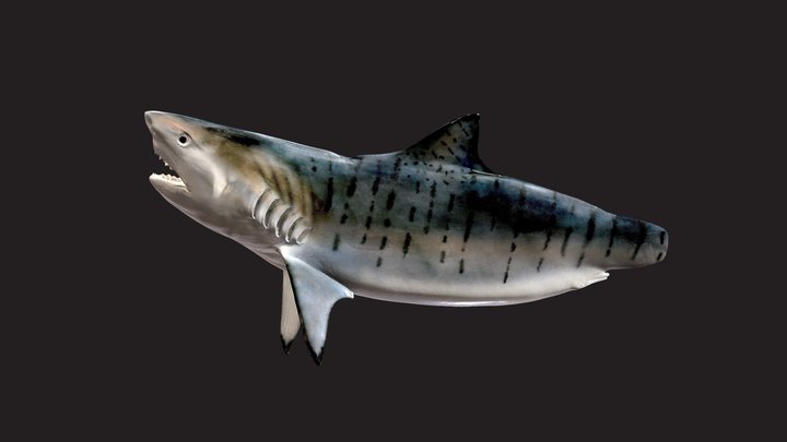 Tiger-shark 3D models - Sketchfab