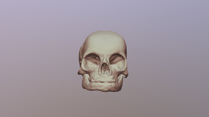 Fetal Skull - University of Oklahoma Anatomy 3D Model