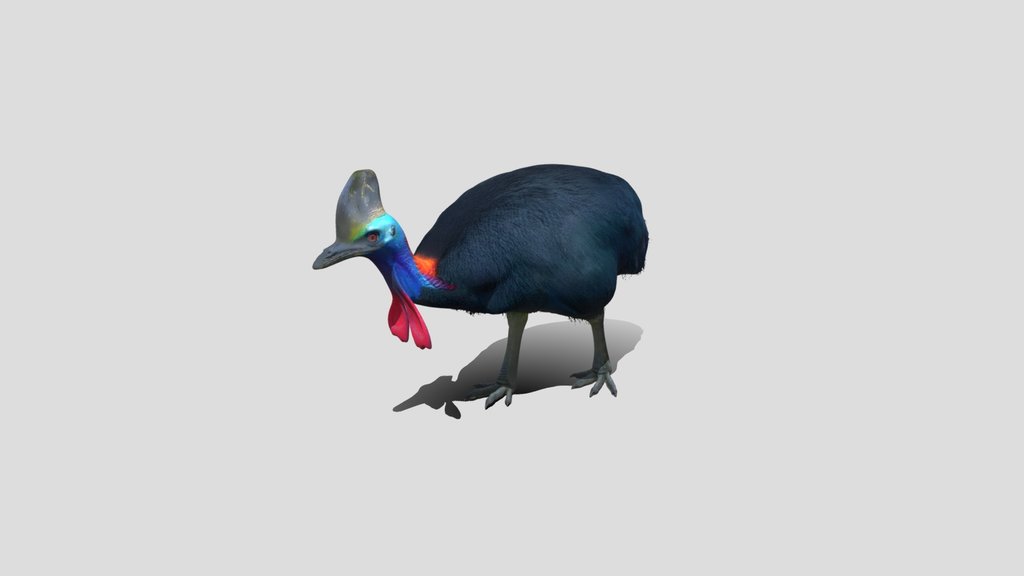 Blue-headed Cassowary
