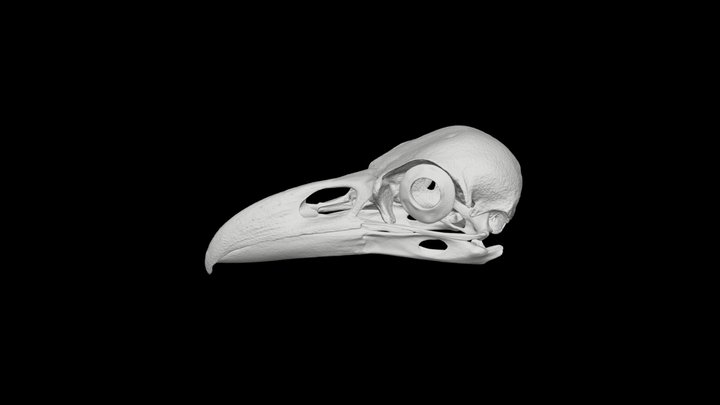 Raven skull 3D Model