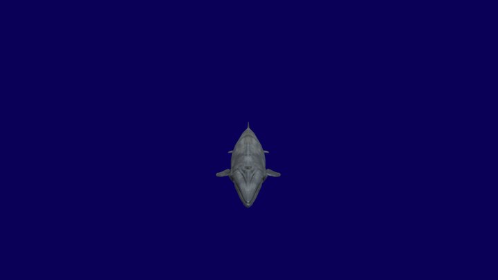 Sei whale