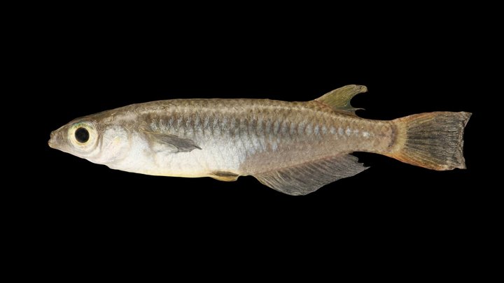 CC0 ミナミメダカ 🐟 ♂ Rice Fish, Oryzias latipes