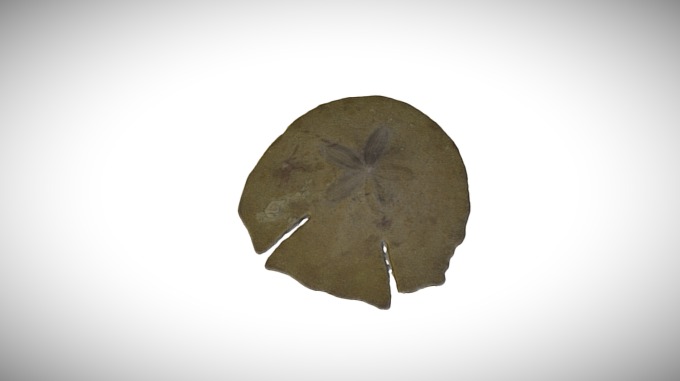 Echinodiscus auritus / CASIZ 112555 - 3D model by California Academy of ...