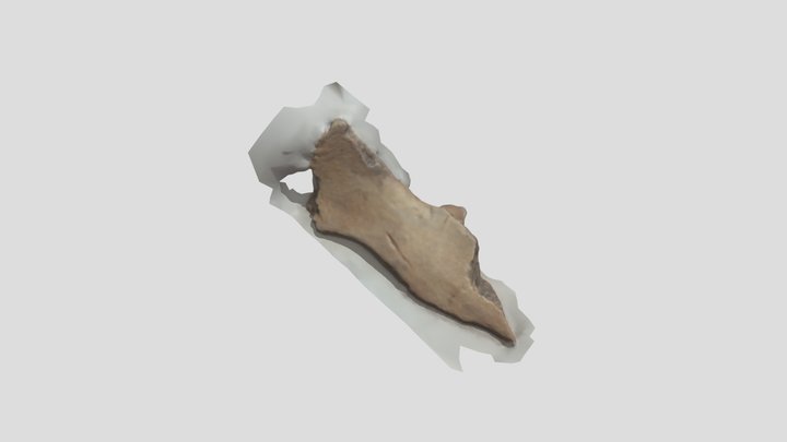 Cow pelvis with cut marks 3D Model