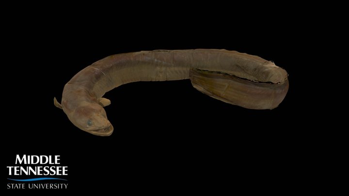American Eel - Anguilla rostrata 3D Model