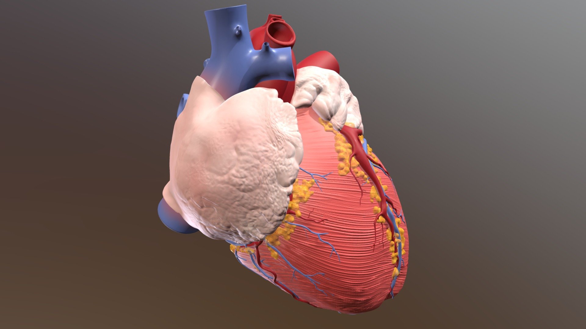 Human Heart 3D model by thunderpig [0fe6195] Sketchfab