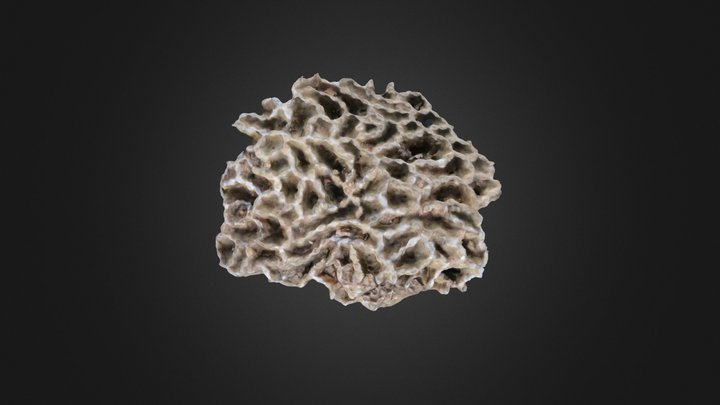 Tabulate coral: Halysites catenularia (PRI76738) – Modelo 3D gratuito STL