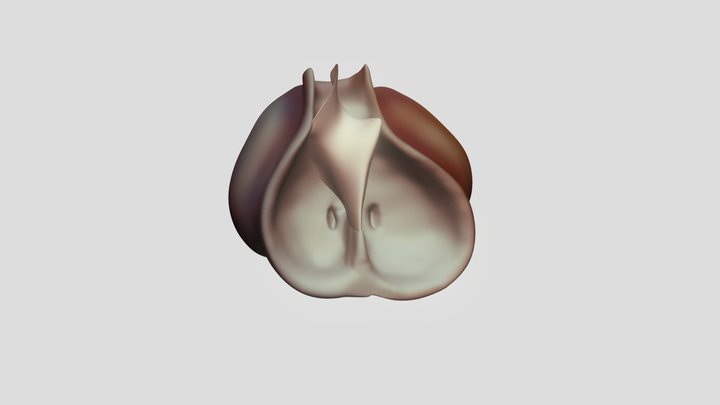 Typical Interventricular Septum- Embryonic Heart 3D Model