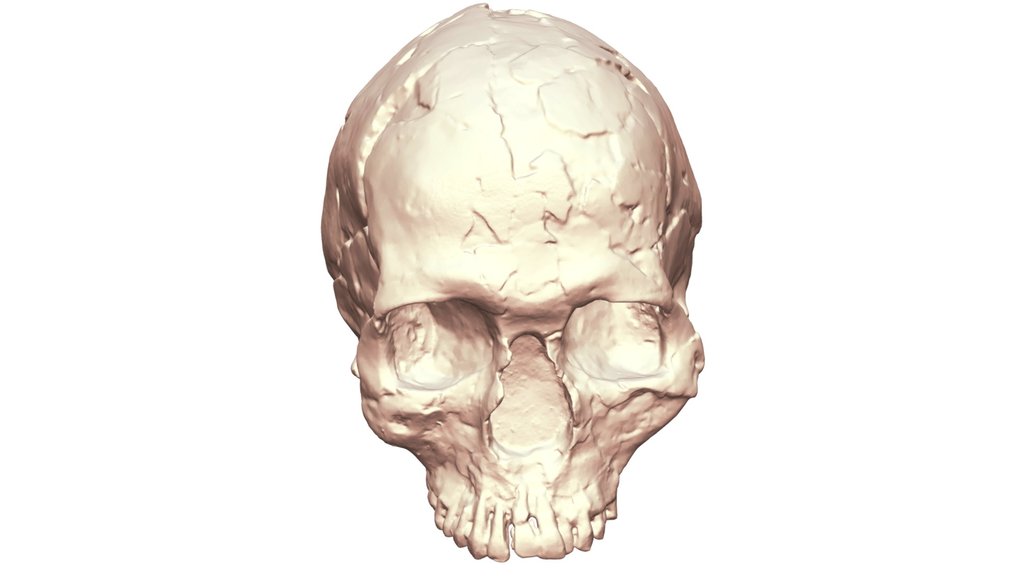 Qafzeh 9 Skull