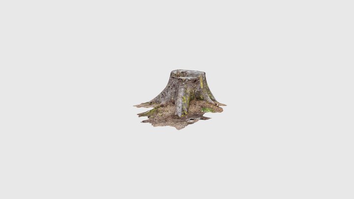 Tree stump test 3D Model