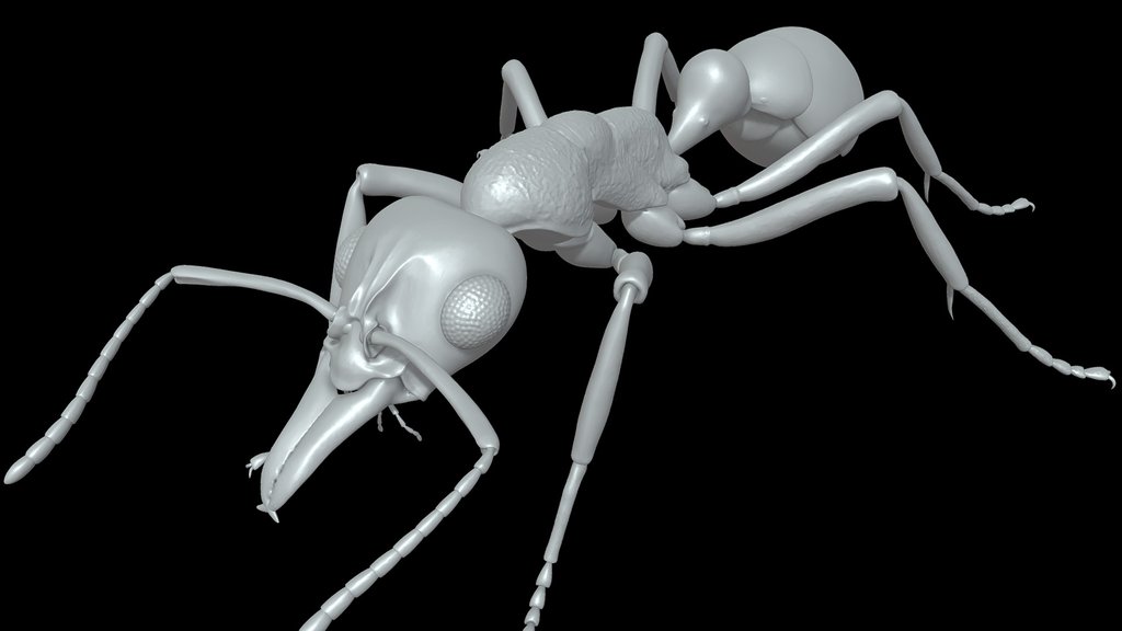 Insects - A 3D model collection by MantisLab - Sketchfab