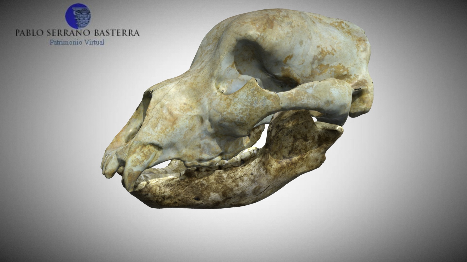 3D model Cave bear "Ursus deningeri" skull low-poly anim. - This is a 3D model of the Cave bear "Ursus deningeri" skull low-poly anim.. The 3D model is about a skull of an animal.
