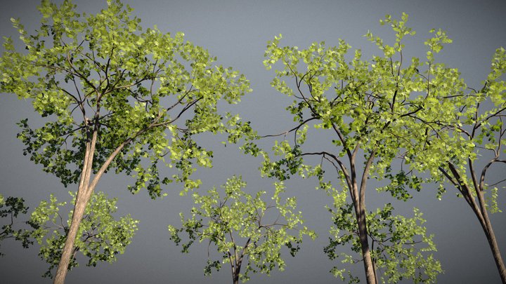 High Detail Elm Tree Collection