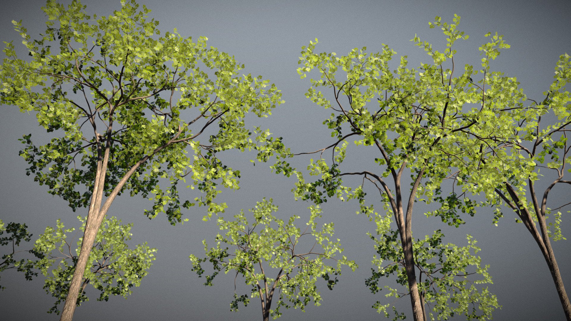 High Detail Elm Tree Collection - Download Free 3D Model By Jagobo ...