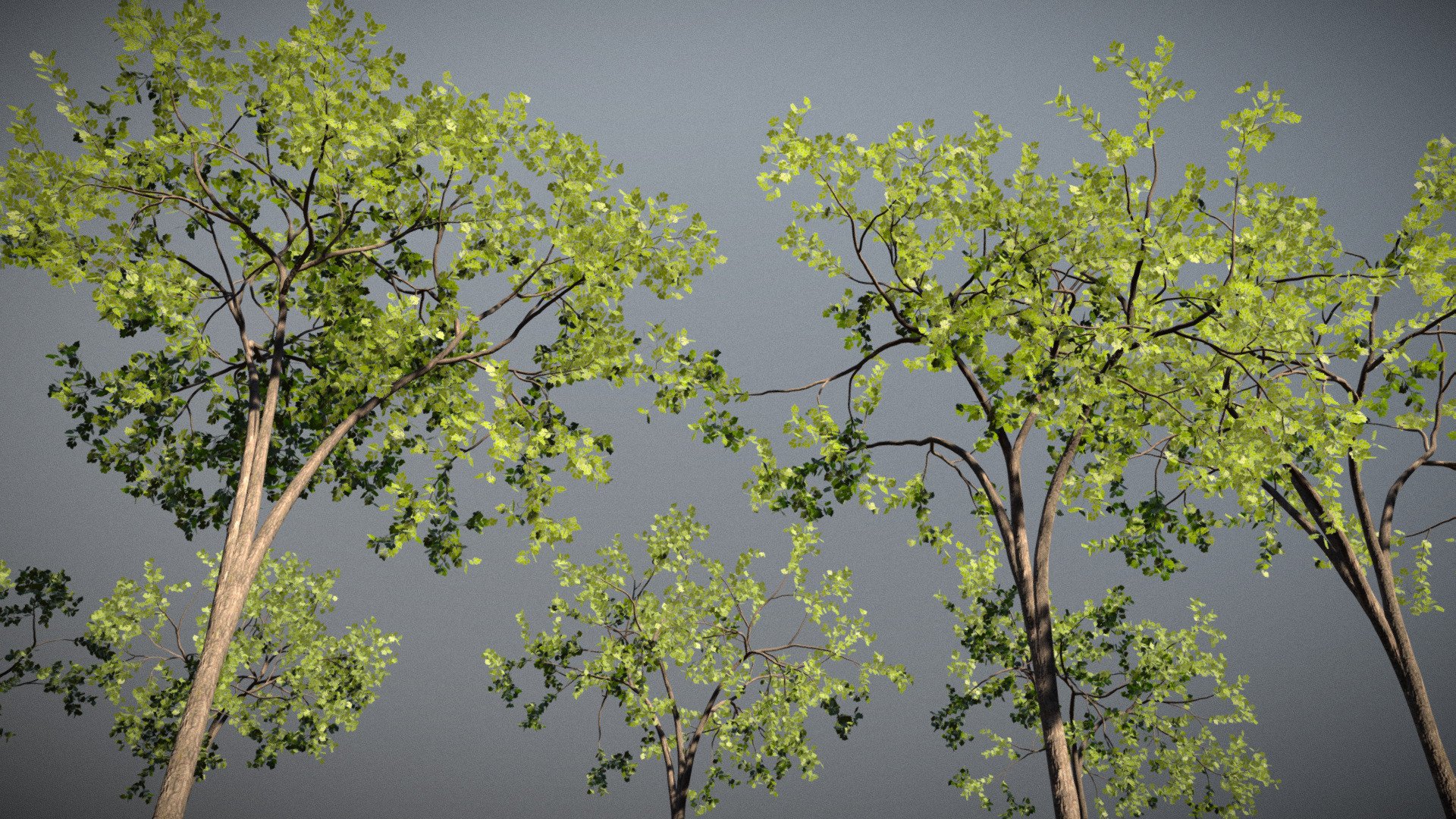 High Detail Elm Tree Collection Download Free 3D Model By Jagobo 