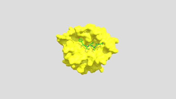 Chymotrypsin 3D Model