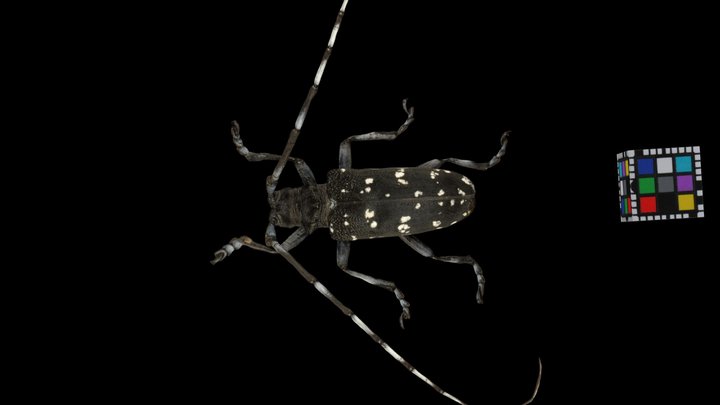 CC0 ゴマダラカミキリ White-spotted Longicorn Beetle