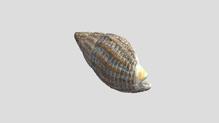 Netted Dog Whelk (Tritia reticulata) 3D Model