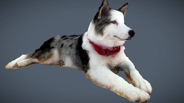 Kuma  7 month old "Ausky" 3D Model