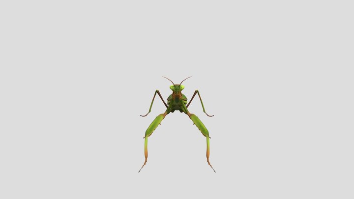 Praying Mantis 3D Model