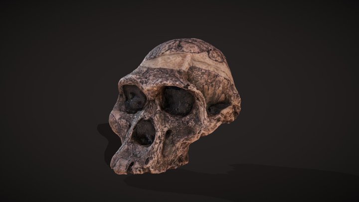 Australopithecus africanus 3D Model