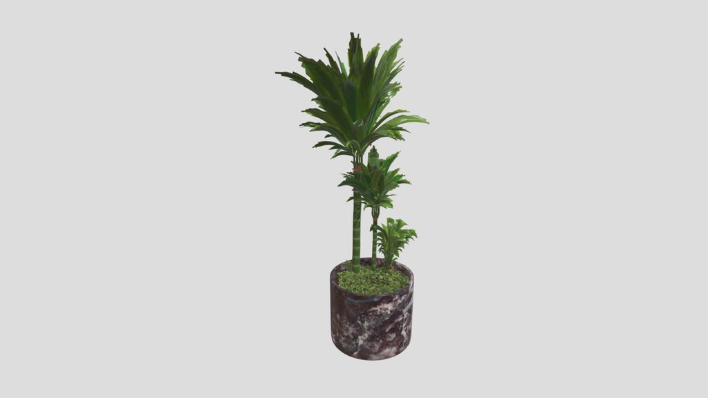 Dracaena Trio