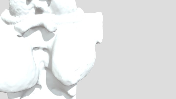 Brain Stem Project 3D Model