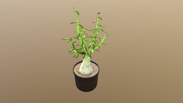 Plant Att1 3D Model