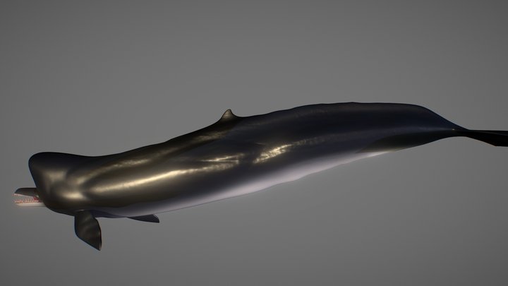 Killer Sperm Whale (Zygophyseter Varolai) 3D Model