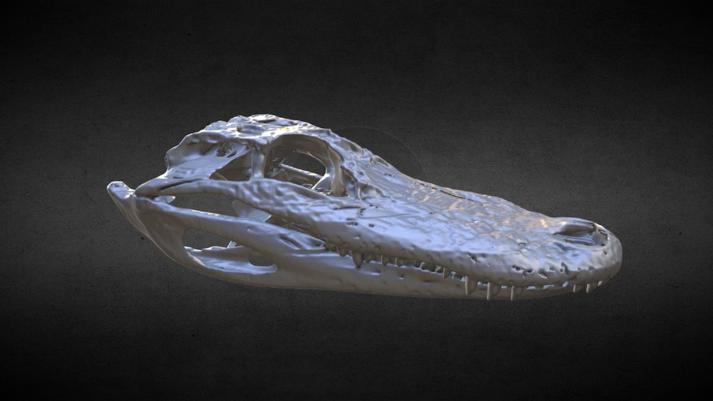 Alligator mississippiensis