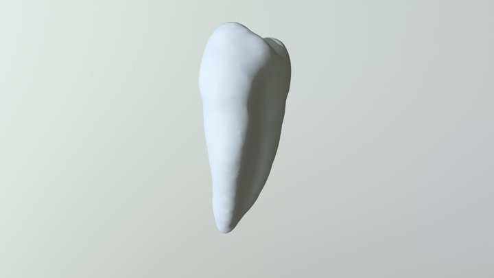 Tooth 12 Upper 3D Model