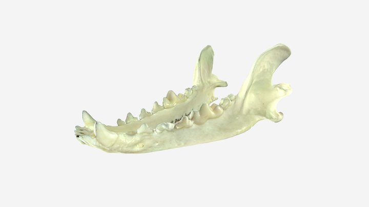 Canine Mandible (Whole) - Dachshund - Annotated 3D Model