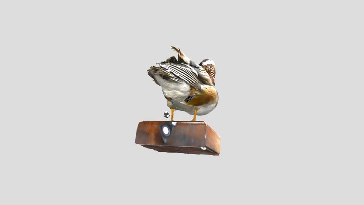 Aix galericulata (鸳鸯) – Modèle 3D gratuit STL