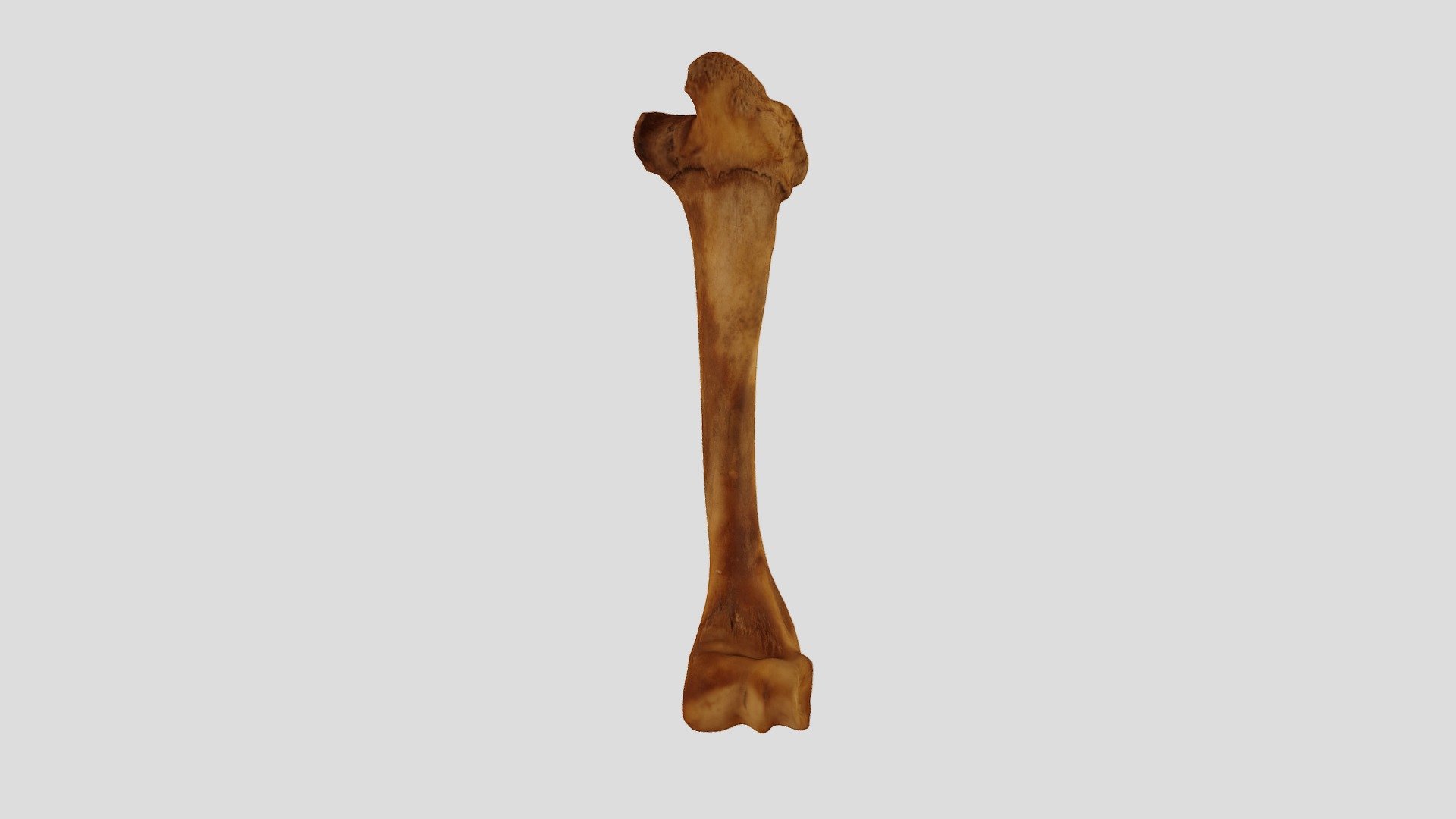 Odocoileus virginianus humerus - Download Free 3D model by brettmeyer ...