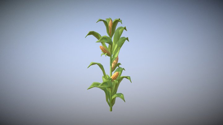 Corn! Corn! Corn! 3D Model