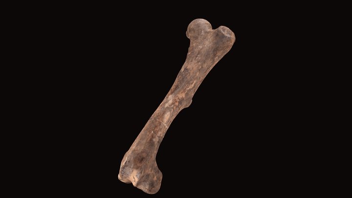 Femur Macrauchenia patachonica 3D Model