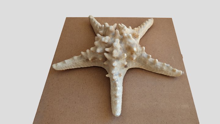 Starfish 3D Model