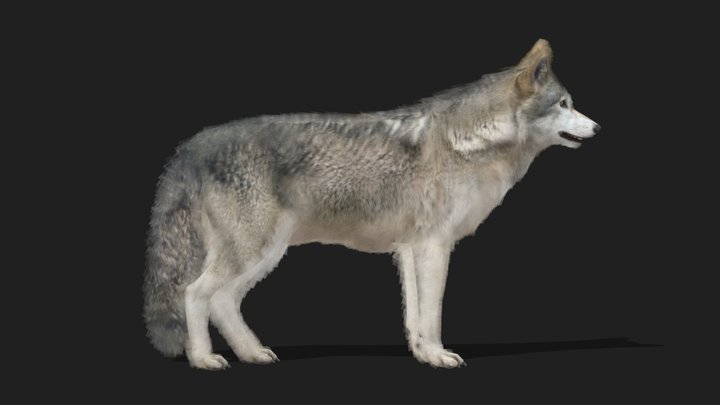 WOLF - Realistic 3D Model (DEMO FREE)