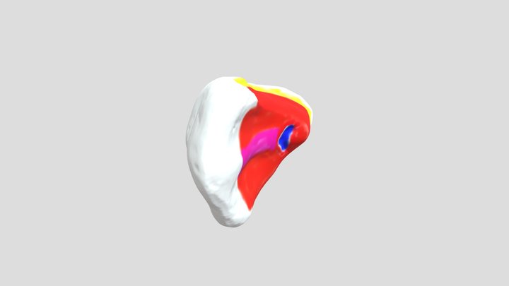 Canine 3D Model