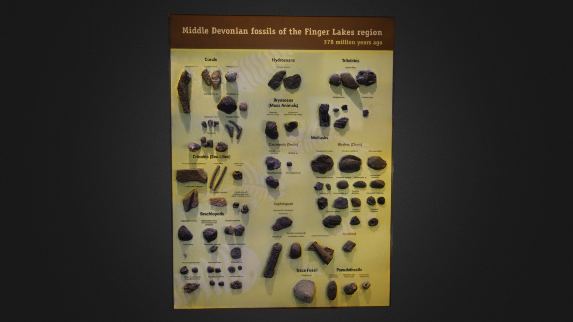 Museum display: Devonian fossils (MOTE)
