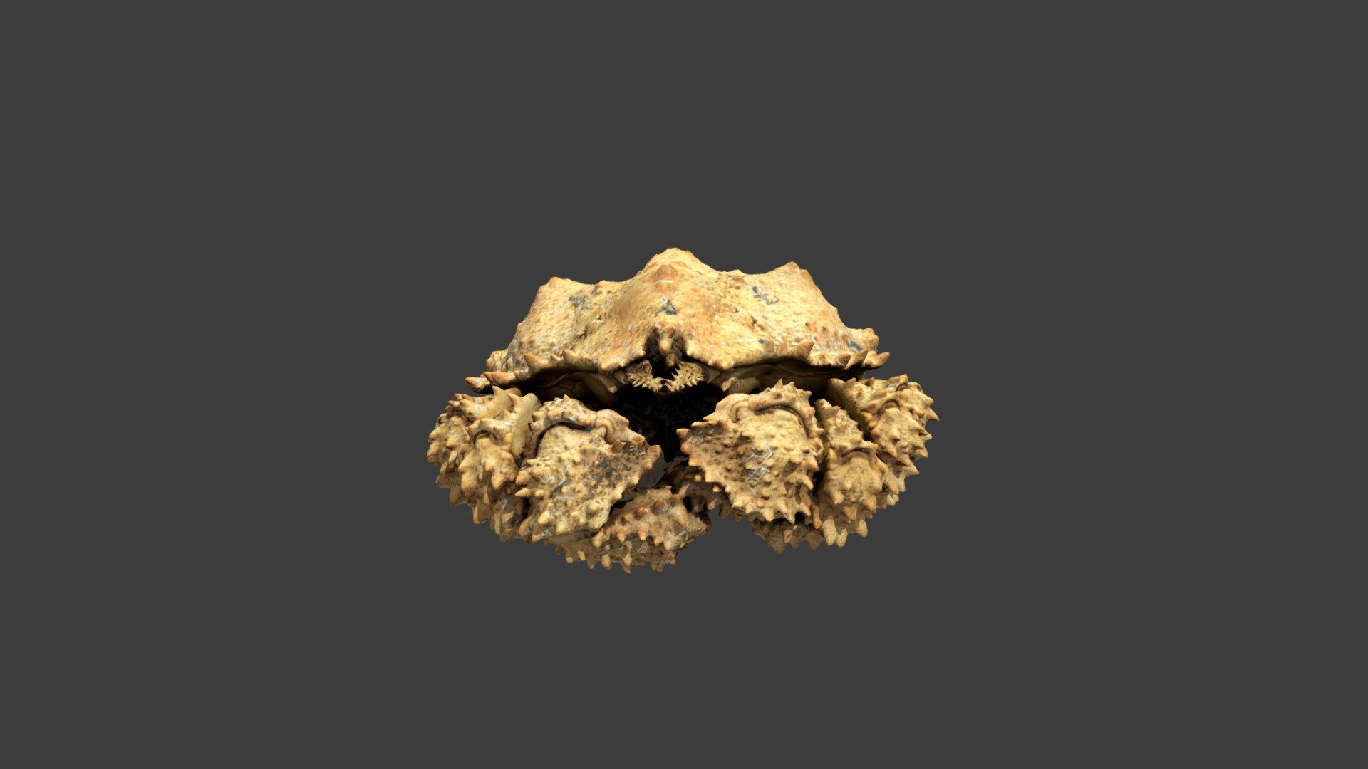 Lopholithodes foraminatus
